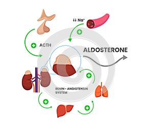 Aldosteron hormone syntheis by adrenal gland. mineralcorticoid production schematic illustration