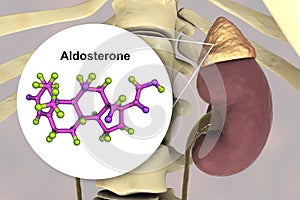 Aldosterone hormone produced by adrenal gland