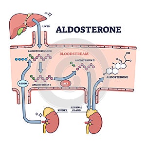 Aldosterone mineralocorticoid steroid hormone release process outline diagram photo