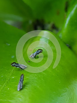 Aldult of Asian citrus psyllid