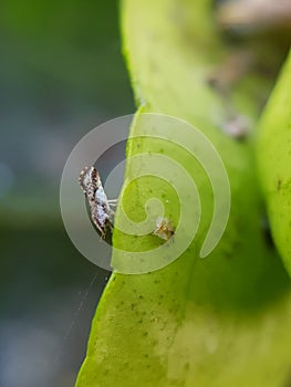 Aldult of Asian citrus psyllid