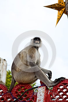 ale monkey (langur Hanuman) grinds his teeth