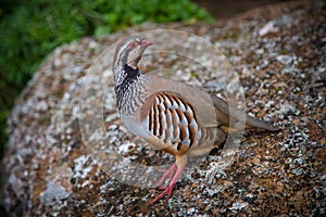 Alectoris graeca bird in mouintain nut