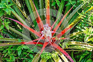 Alejandro de Humboldt National Park near Baracoa, Cuba