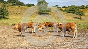 Alentejana Cattle, Baixo Guadiana, Portugal.