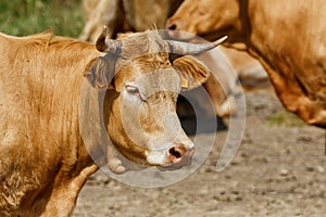 Alentejana Cow, Baixo Guadiana, Portugal.