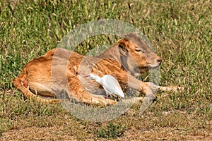 Alentejana Cow and Cattle Egret, Alentejo region, Portugal.