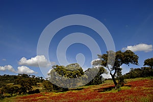 Alentejo