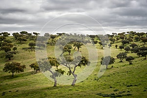 Alentejo Cork tree forest in Castro Verde