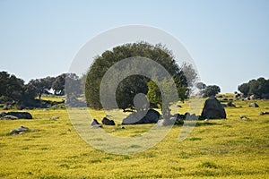 Alentejo landscape with olive tree and yellow flowers in Portugal