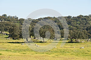 Alentejo landscape with olive tree and yellow flowers in Portugal