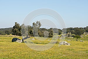 Alentejo landscape with olive tree and yellow flowers in Portugal