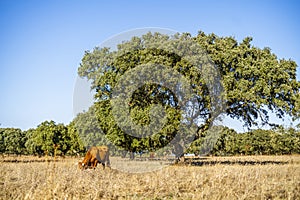 Alentejo landscape - red cows grazing among cork trees, Portugal