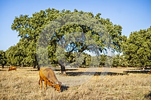 Alentejo landscape - red cows grazing among cork trees, Portugal