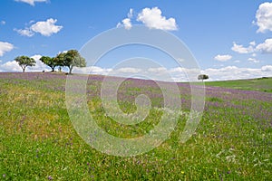 Alentejo landscape during spring with the fields covered with flowers.