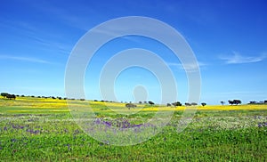 Alentejo at Spring time photo