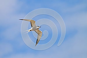 Aleoetenstern, Aleutian Tern, Onychoprion aleuticus
