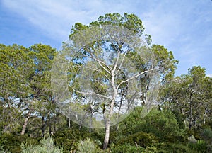 The Aleppo Pine