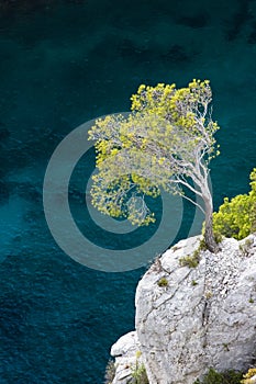 Aleppo pine, Calanques