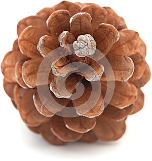 Aleppo pine cone
