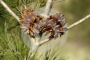 Aleppo Pine