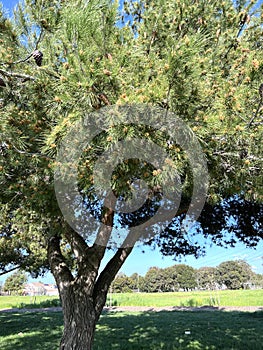 Aleppo pine, Jerusalem pine, Pinus halepensis