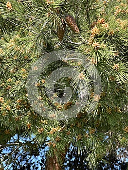 Aleppo pine, Jerusalem pine, Pinus halepensis