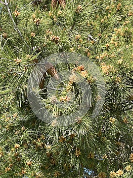 Aleppo pine, Jerusalem pine, Pinus halepensis