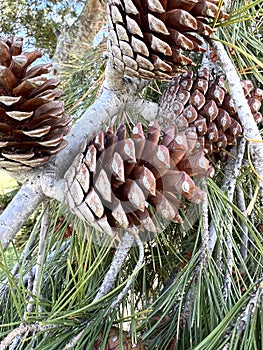 Aleppo pine, Jerusalem pine, Pinus halepensis