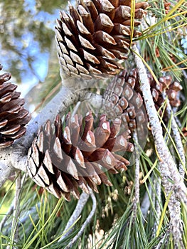 Aleppo pine, Jerusalem pine, Pinus halepensis