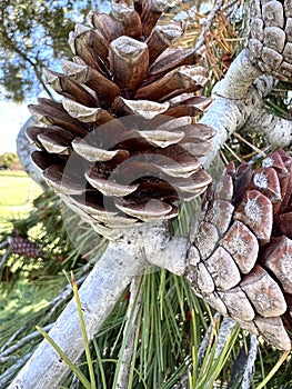 Aleppo pine, Jerusalem pine, Pinus halepensis