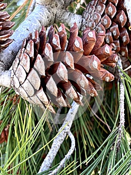 Aleppo pine, Jerusalem pine, Pinus halepensis