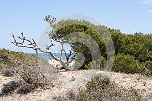 Aleppo Pine, Pinus halepensis