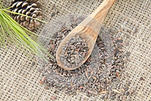 Aleppo pine seeds