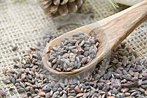 Aleppo pine seeds