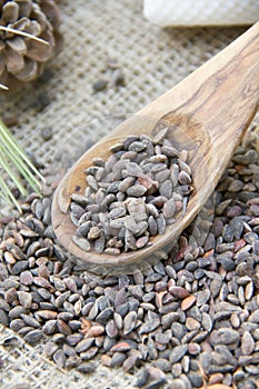 Aleppo pine seeds
