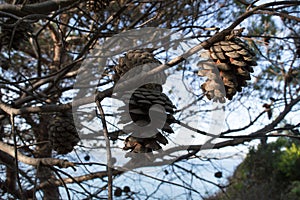Aleppo pine tree cones