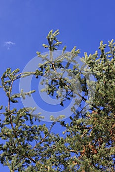 Aleppo pine tree
