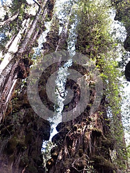 Alerce Temperate rainforests in the Reserva Costera Valdiviana, Los Rios region, Southern Chile photo