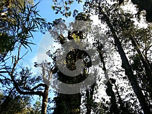 Alerce Temperate rainforests in the Reserva Costera Valdiviana, Los Rios region, Southern Chile photo