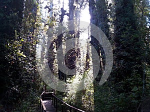 Alerce Temperate rainforests in the Reserva Costera Valdiviana, Los Rios region, Southern Chile photo