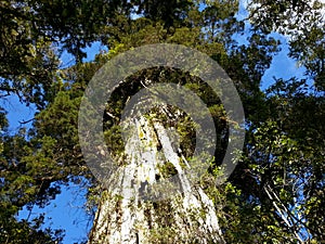 Alerce Temperate rainforests in the Reserva Costera Valdiviana, Los Rios region, Southern Chile