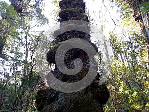 Alerce Temperate rainforests in the Reserva Costera Valdiviana, Los Rios region, Southern Chile