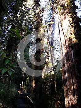 Alerce Temperate rainforests in the Reserva Costera Valdiviana, Los Rios region, Southern Chile