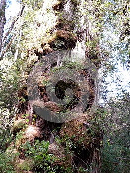 Alerce Temperate rainforests in the Reserva Costera Valdiviana, Los Rios region, Southern Chile