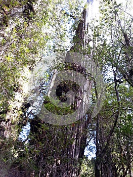 Alerce Temperate rainforests in the Reserva Costera Valdiviana, Los Rios region, Southern Chile