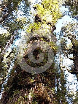 Alerce Temperate rainforests in the Reserva Costera Valdiviana, Los Rios region, Southern Chile