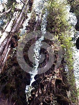 Alerce Temperate rainforests in the Reserva Costera Valdiviana, Los Rios region, Southern Chile