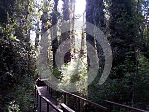 Alerce Temperate rainforests in the Reserva Costera Valdiviana, Los Rios region, Southern Chile