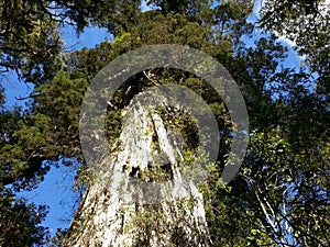 Alerce Temperate rainforests in the Reserva Costera Valdiviana, Los Rios region, Southern Chile